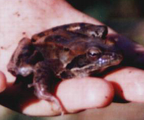 Long-legged wood frog